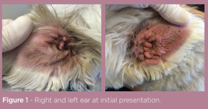 The Use of Ciclosporin and HCA in Atopic Dermatitis and Otitis Externa